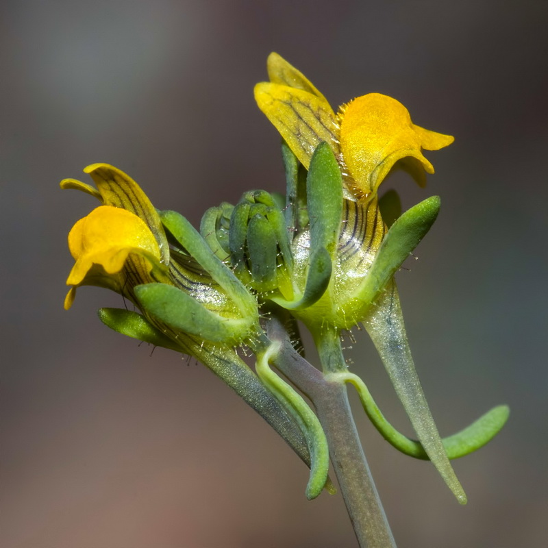 Linaria simplex.11