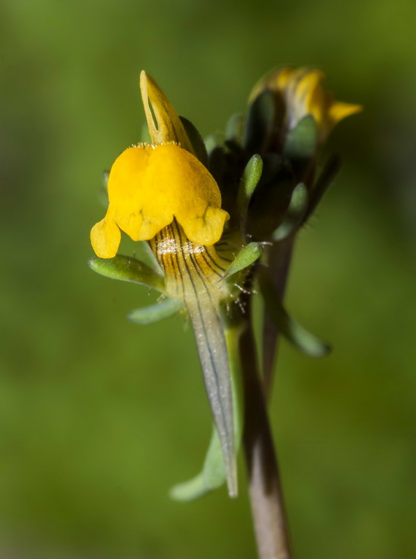 Linaria simplex.14
