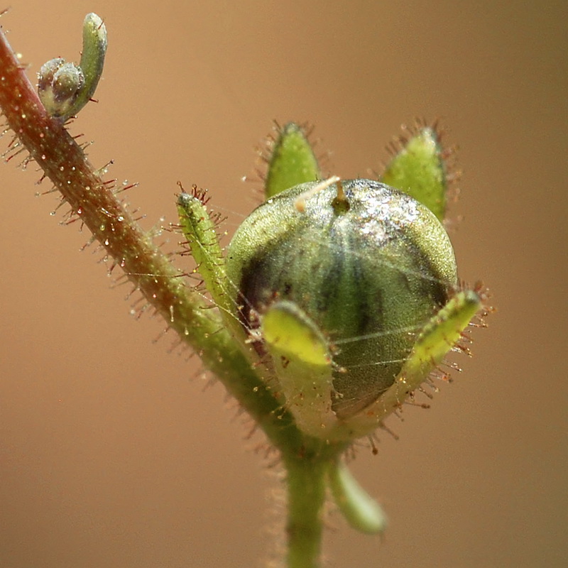 Linaria simplex.16