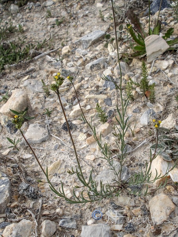 Linaria simplex.17