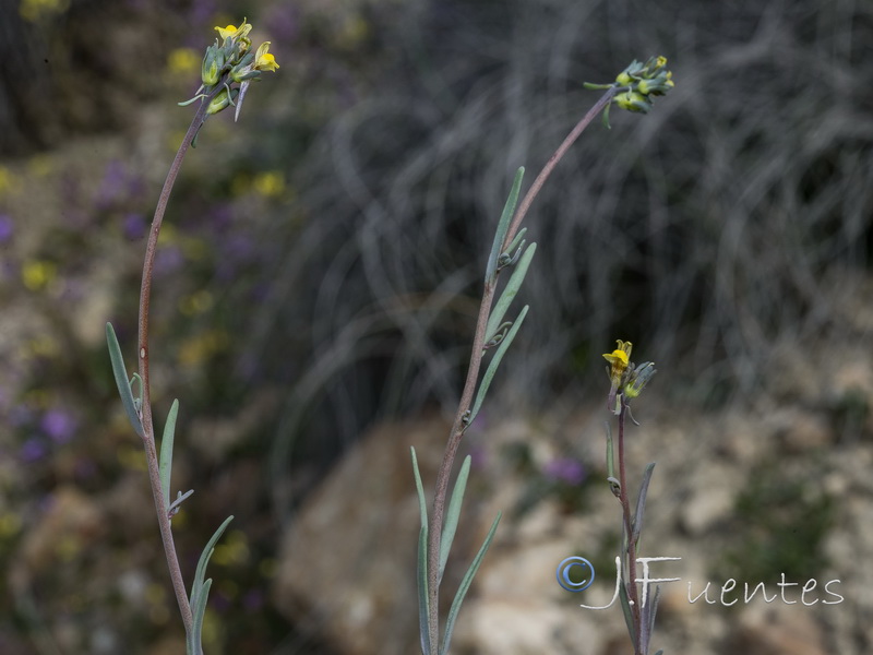 Linaria simplex.18