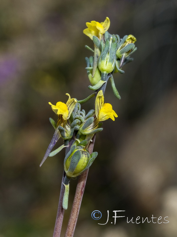 Linaria simplex.19