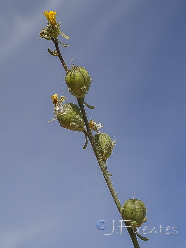 Linaria simplex.20