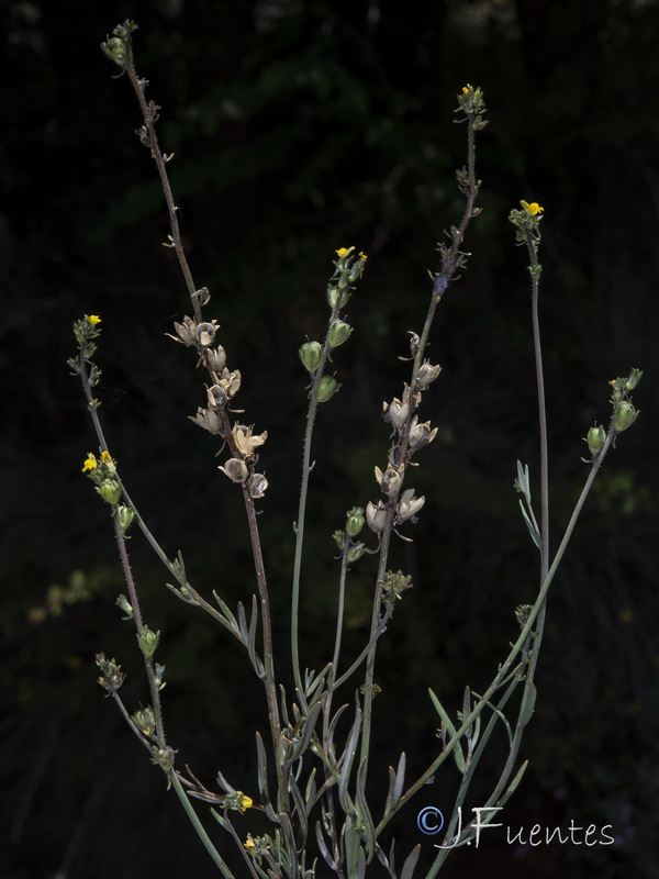 Linaria simplex.27