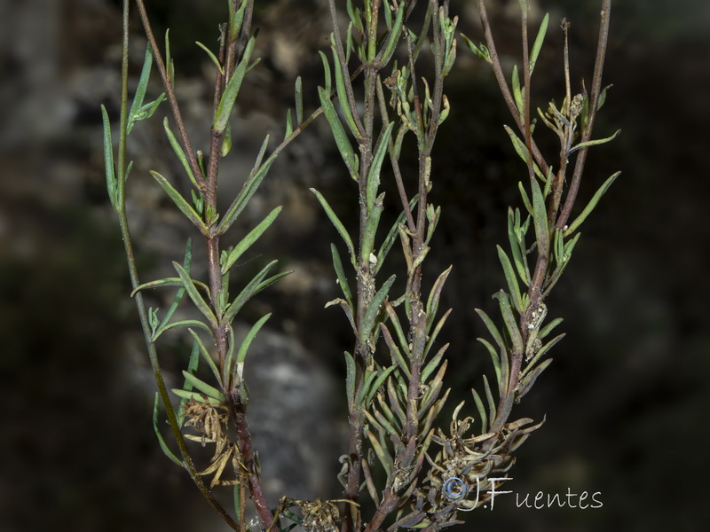 Linaria simplex.28