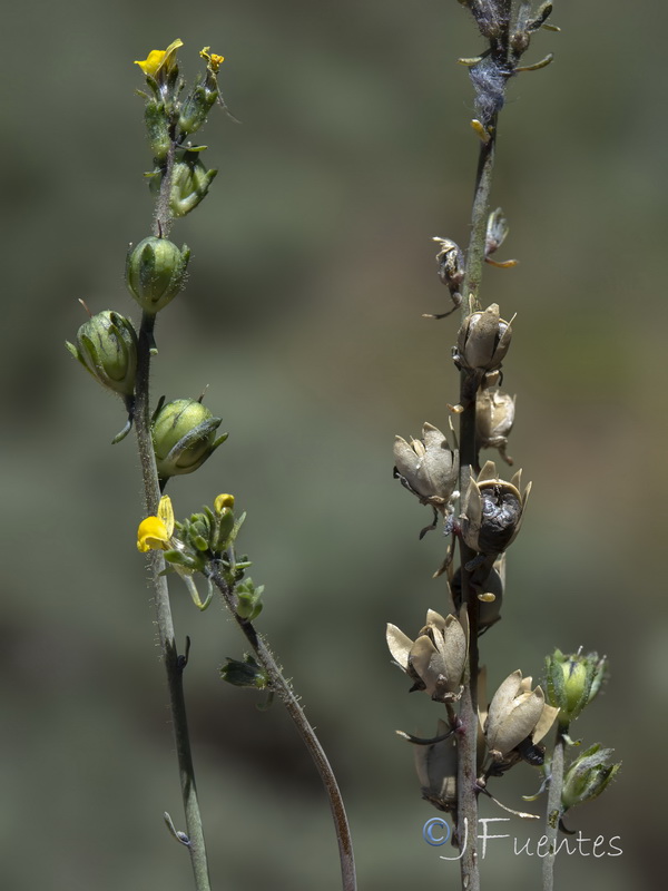 Linaria simplex.30