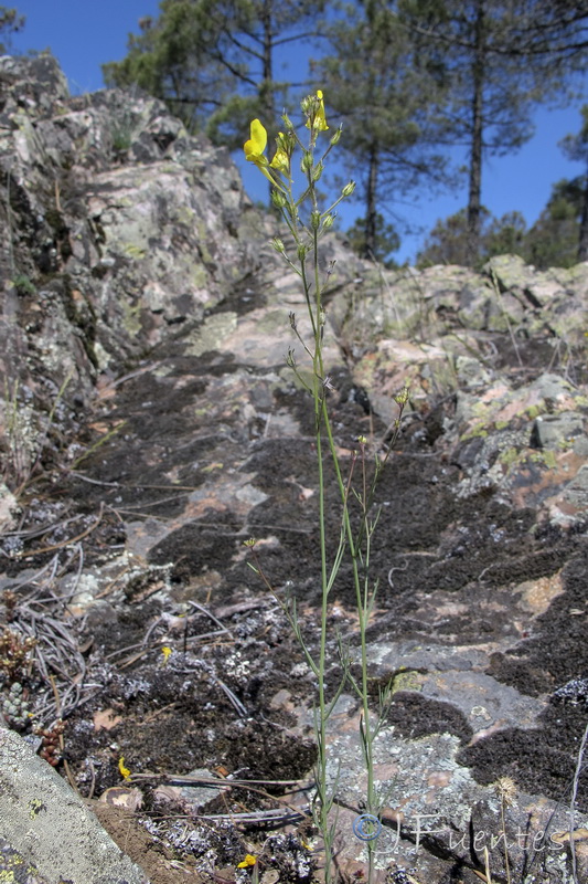 Linaria spartea.01