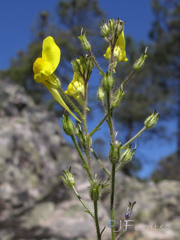 Linaria spartea.02