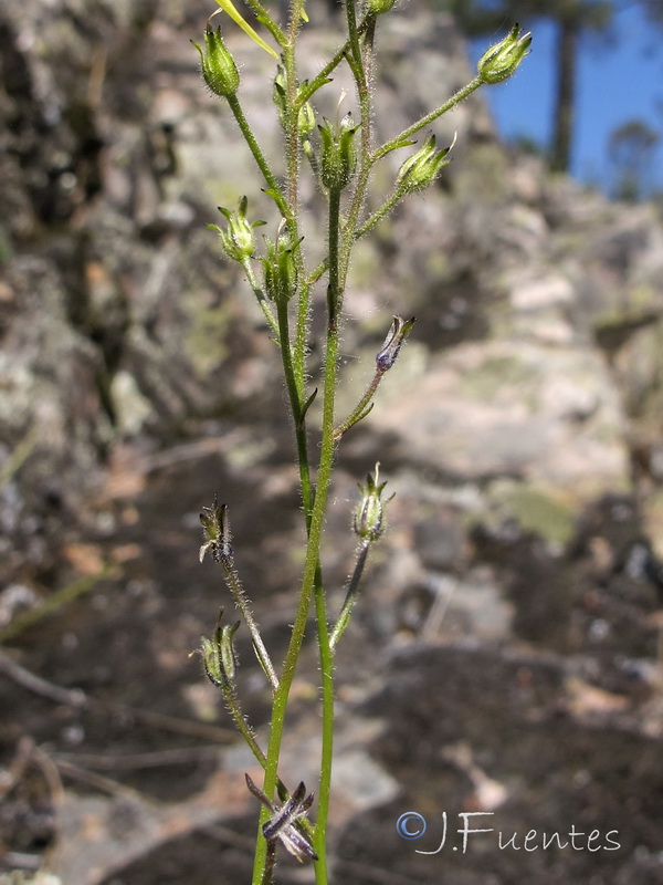 Linaria spartea.03