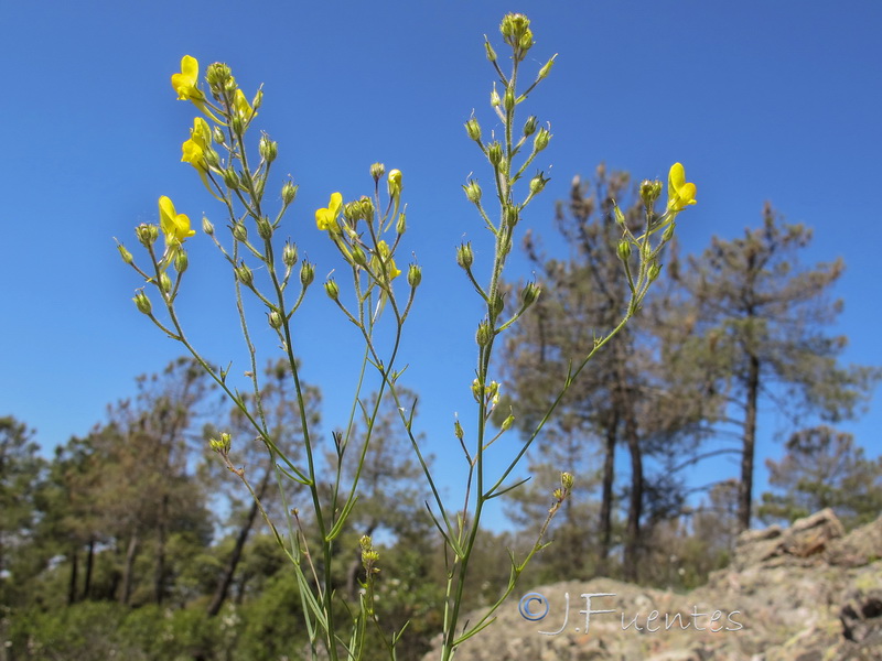 Linaria spartea.04