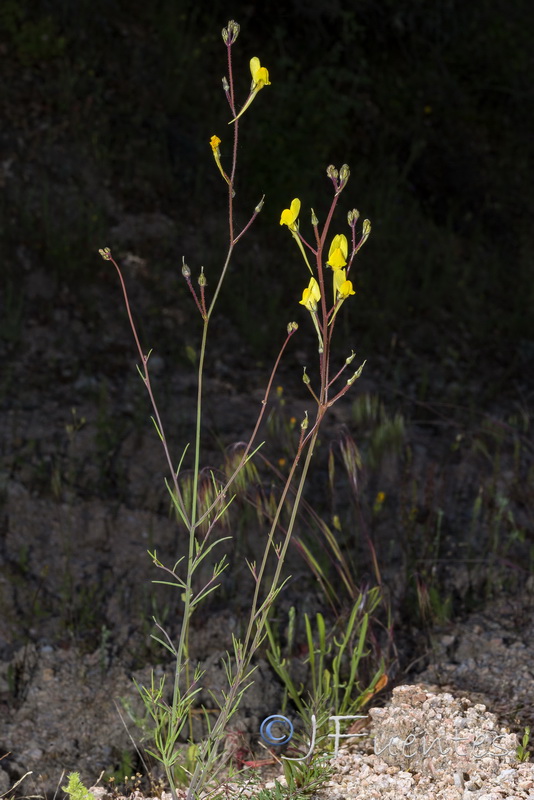 Linaria spartea.05