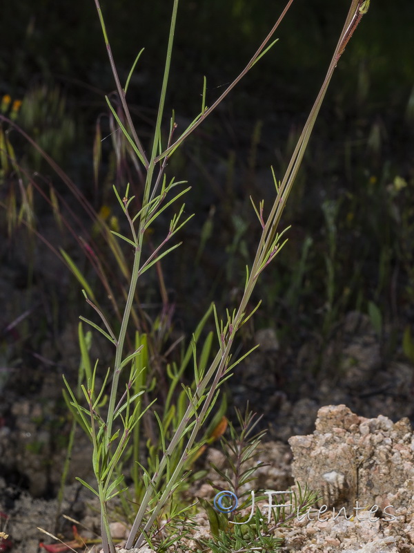 Linaria spartea.06