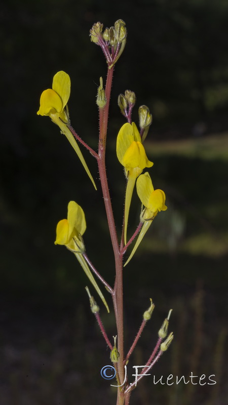Linaria spartea.07