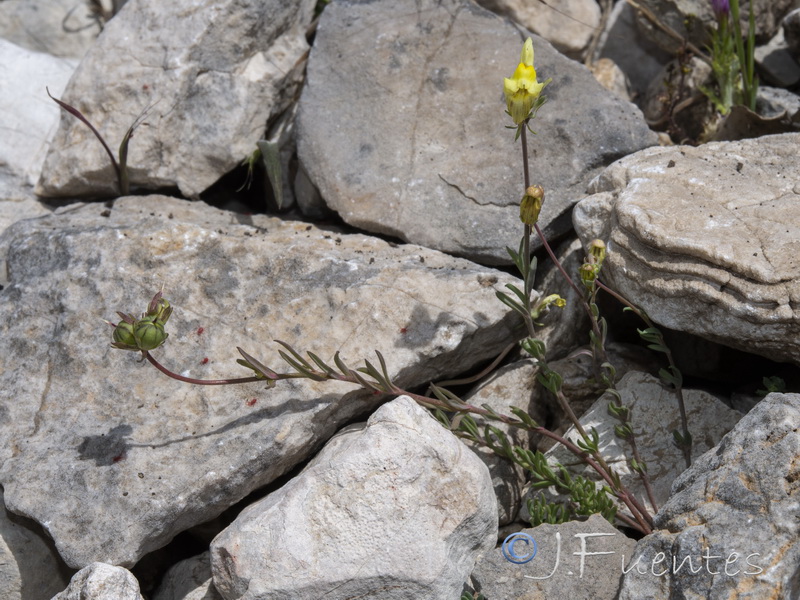 Linaria subbaetica.02
