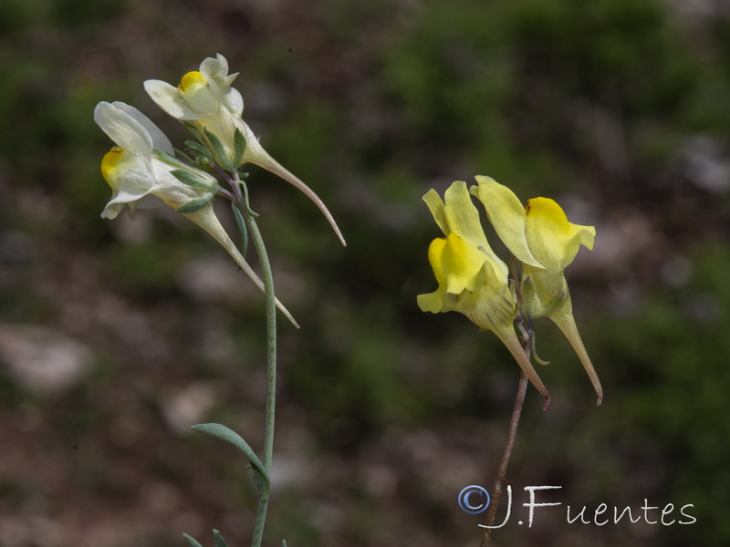 Linaria subbaetica.05