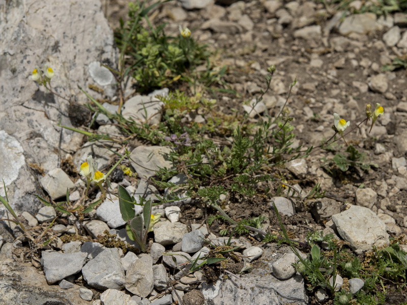 Linaria subbaetica.06
