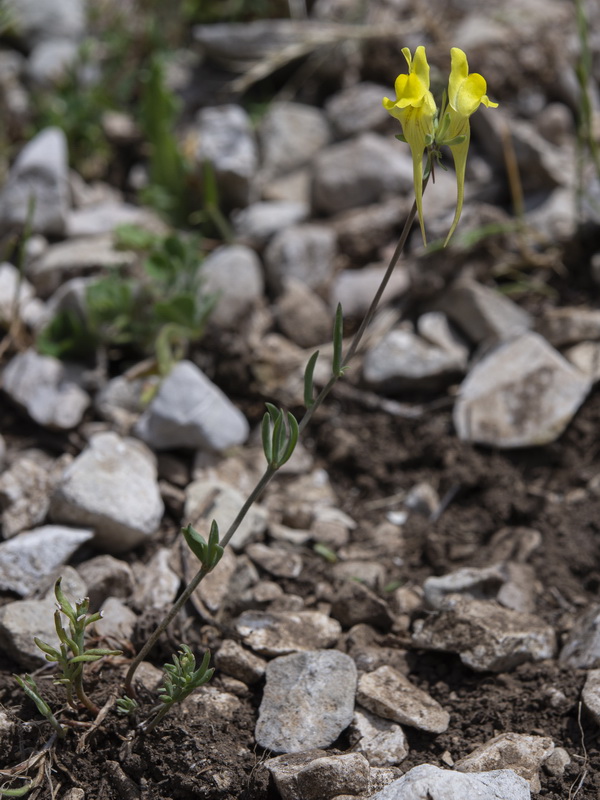 Linaria subbaetica.07