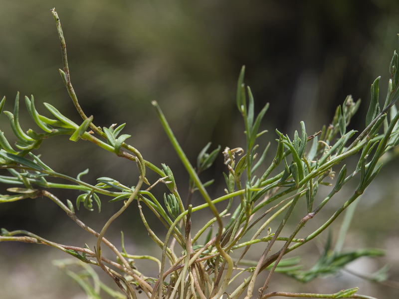 Linaria subbaetica.10