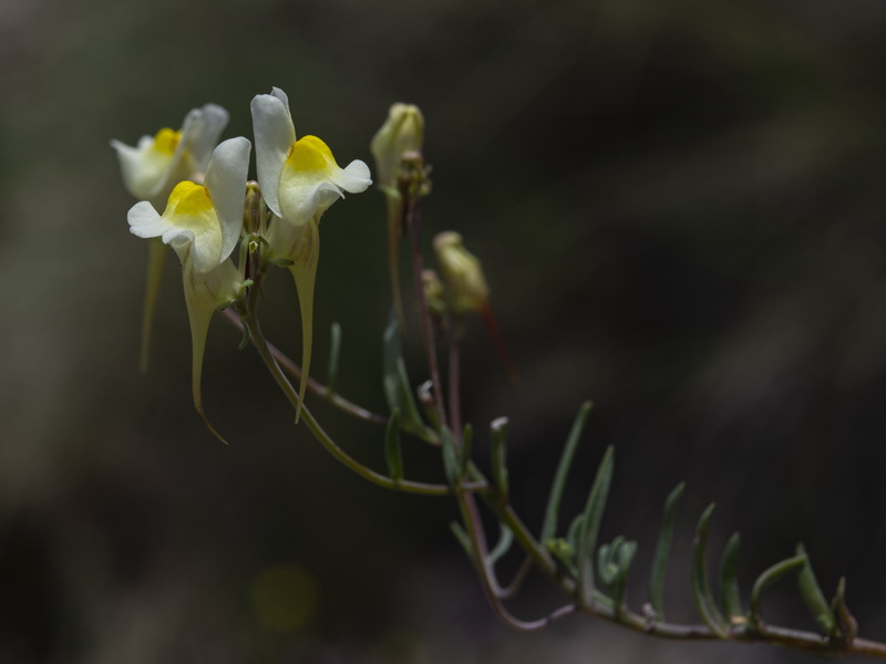 Linaria subbaetica.12