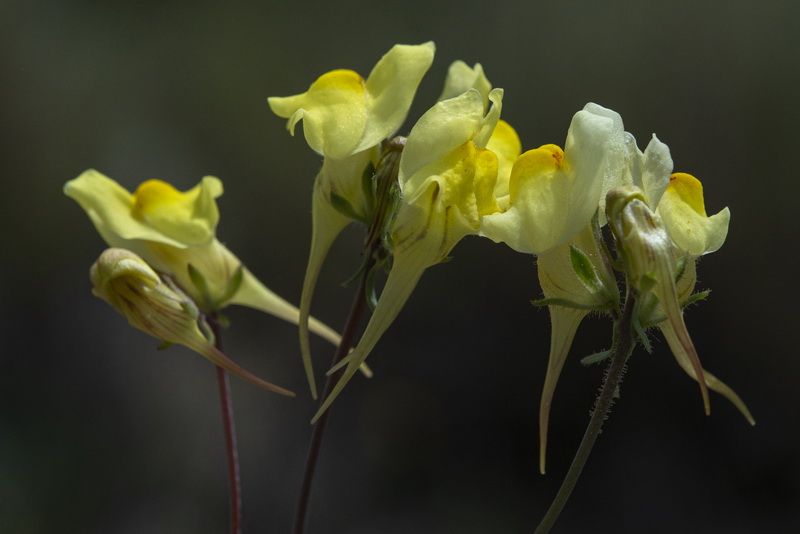 Linaria subbaetica.14