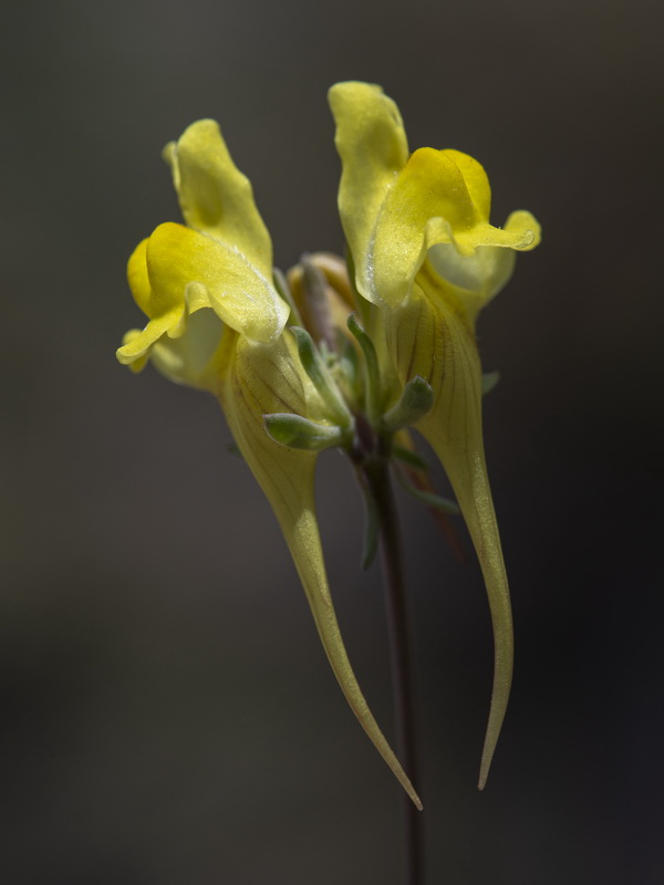 Linaria subbaetica.18