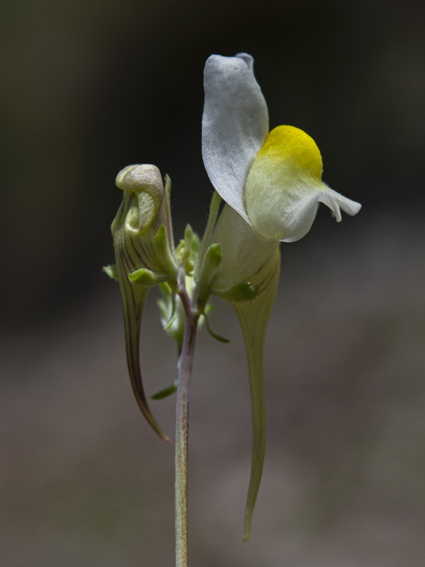 Linaria subbaetica.20