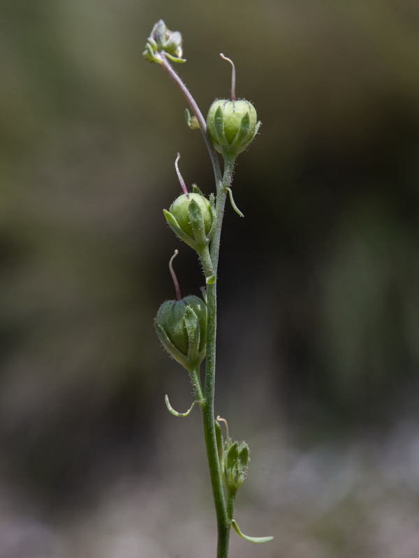 Linaria subbaetica.22