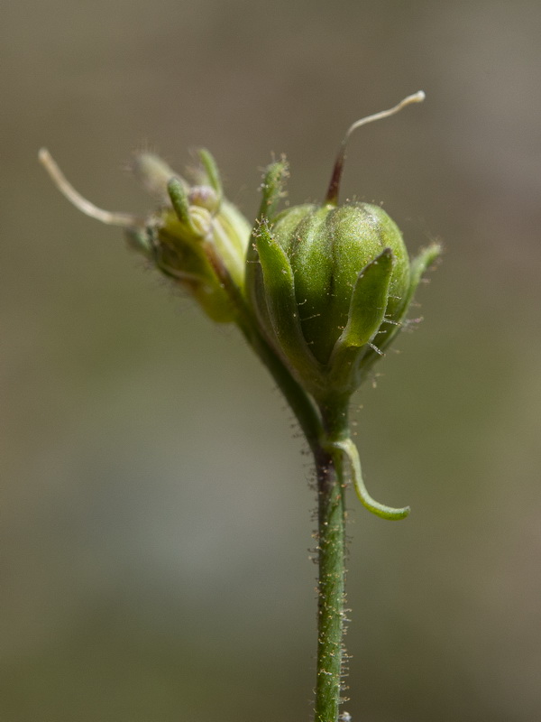 Linaria subbaetica.23