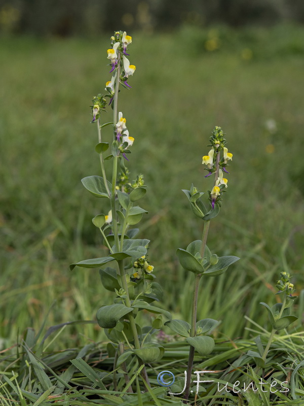 Linaria triphylla.01