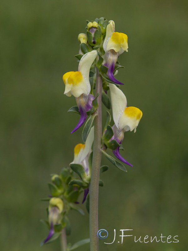 Linaria triphylla.14