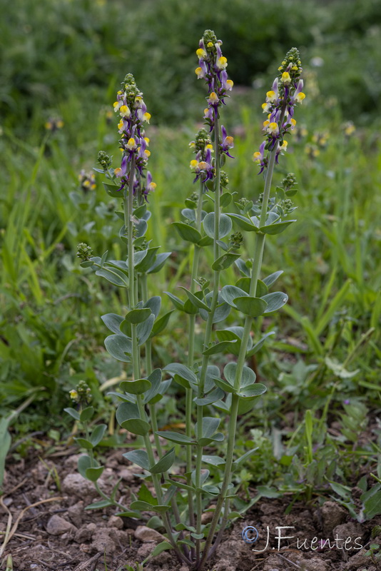 Linaria triphylla.16