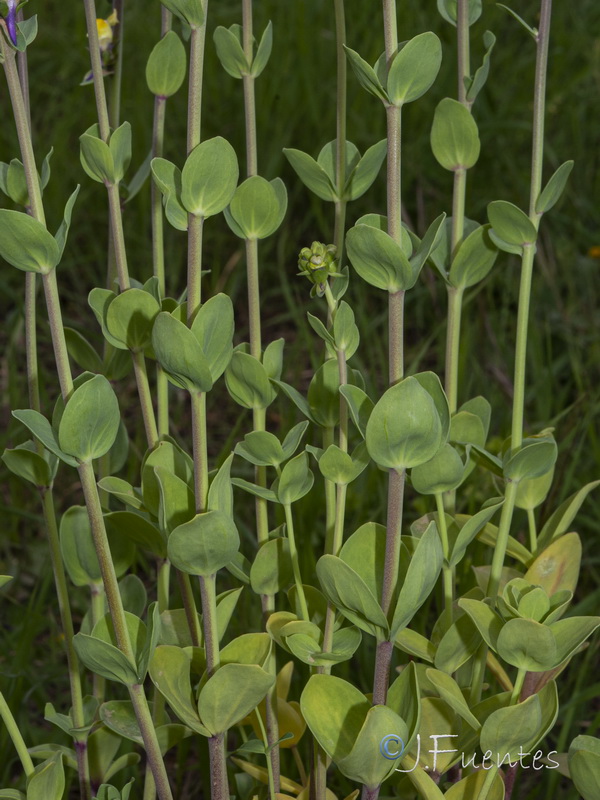 Linaria triphylla.17
