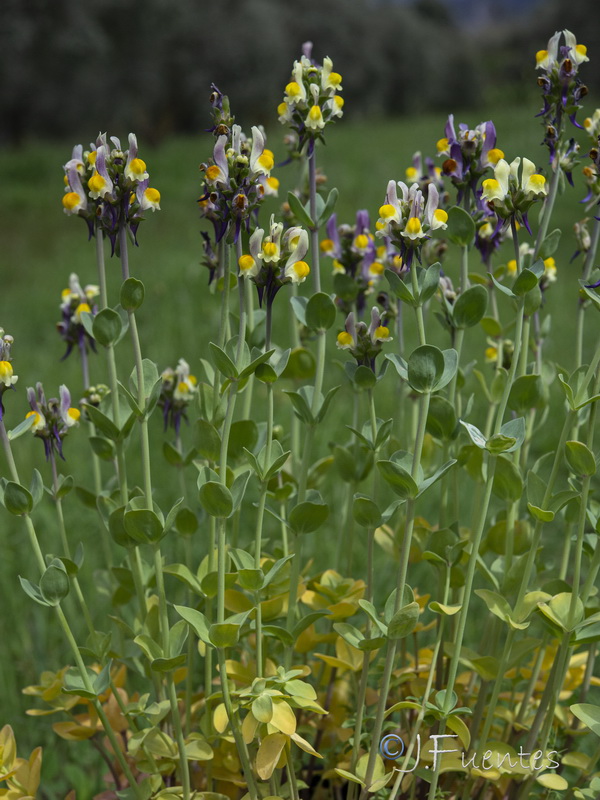 Linaria triphylla.08