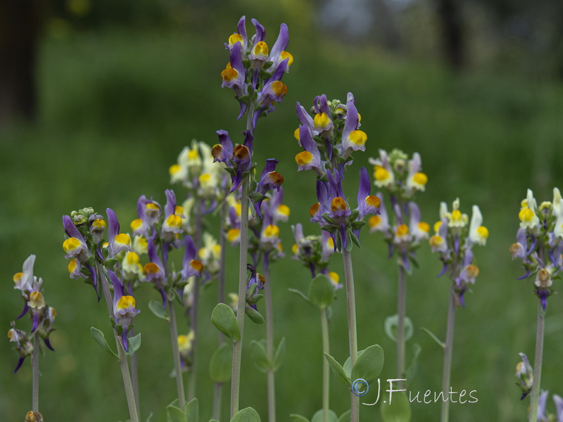 Linaria triphylla.20