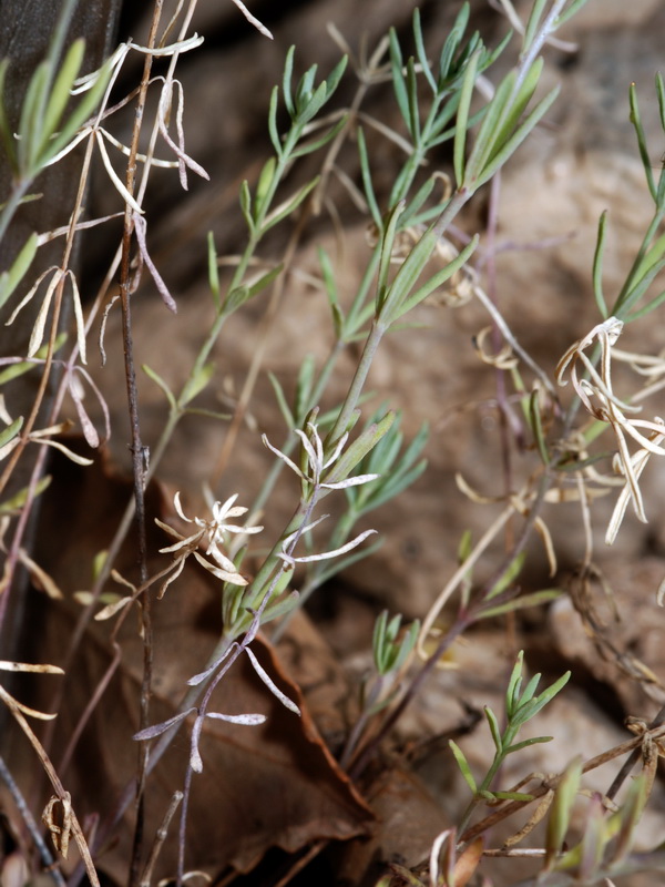 Linaria tristis tristis.02