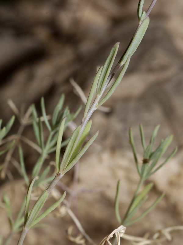 Linaria tristis tristis.03