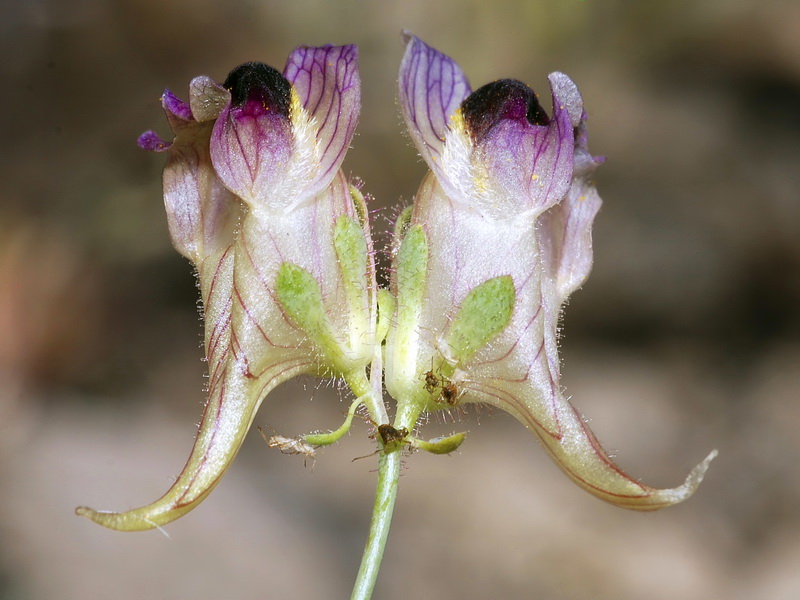 Linaria tristis tristis.04