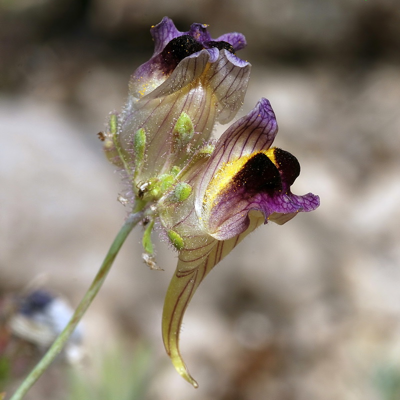 Linaria tristis tristis.06