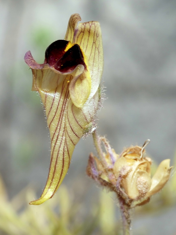Linaria tristis tristis.07