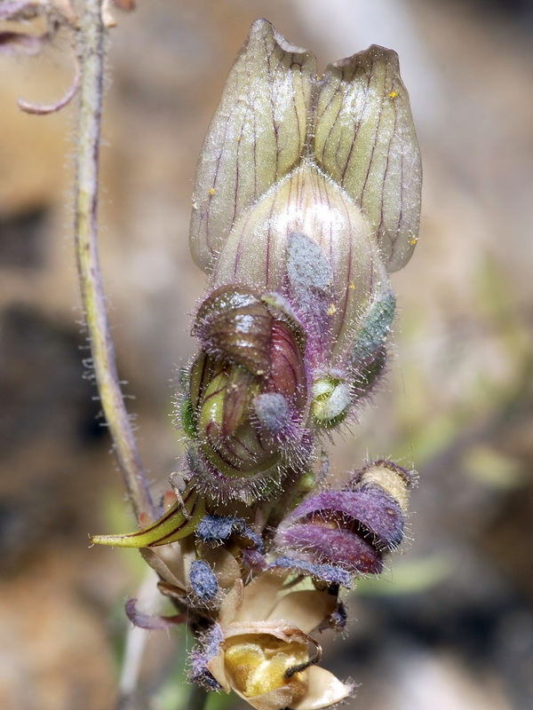 Linaria tristis tristis.08