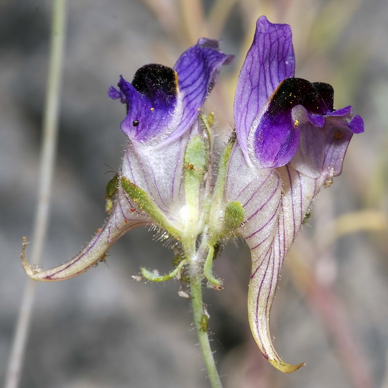 Linaria tristis tristis.09