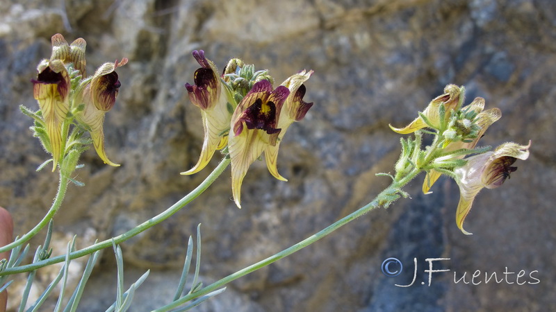 Linaria tristis tristis.17