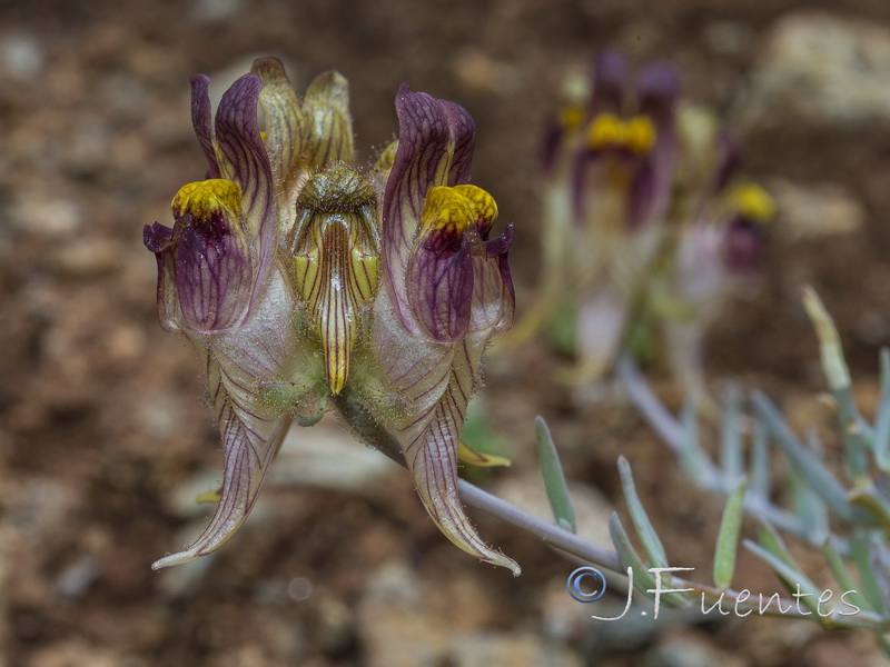 Linaria tristis tristis.18