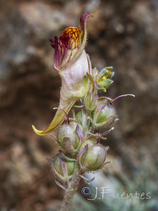 Linaria tristis tristis.20