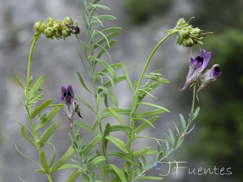 Linaria tristis tristis.25