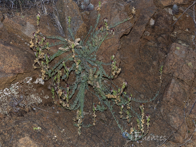 Linaria tristis tristis.30