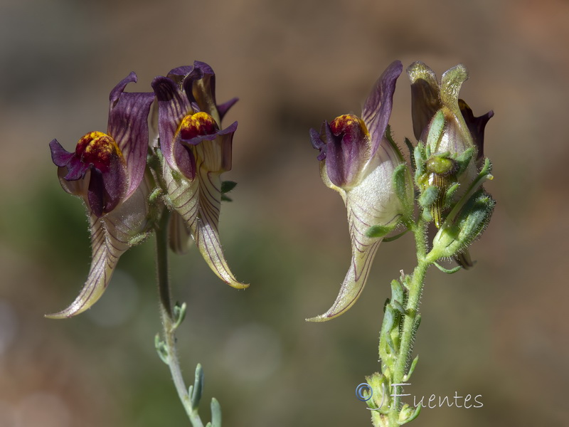 Linaria tristis tristis.32