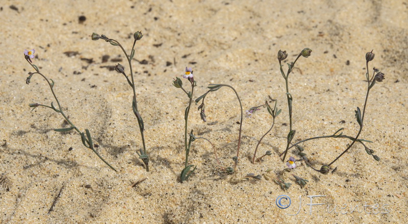 Linaria tursica.01