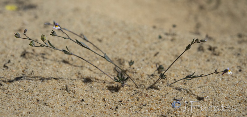 Linaria tursica.02