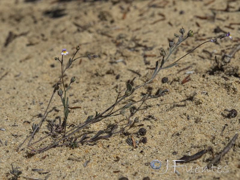 Linaria tursica.03